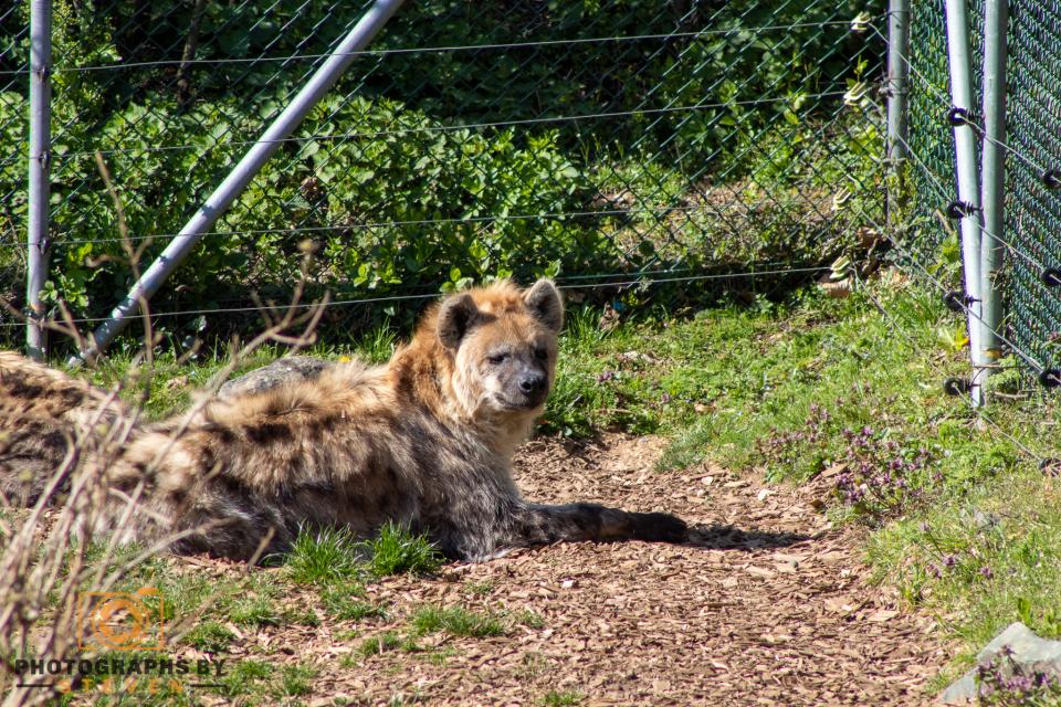 Hyena