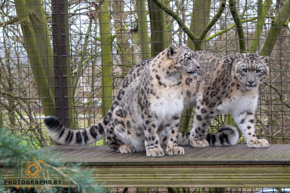 Leopards