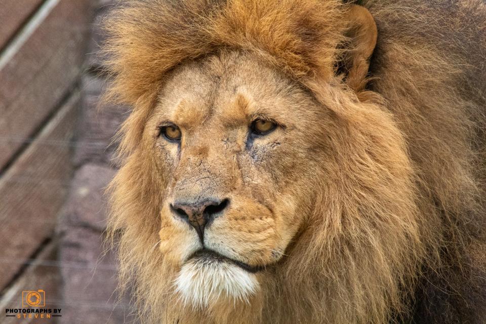 Lions