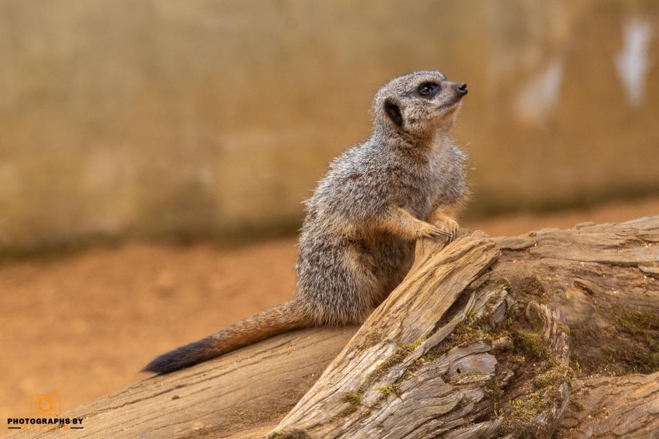 Meerkats