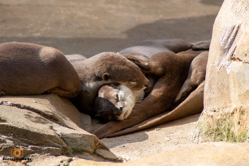 Otters