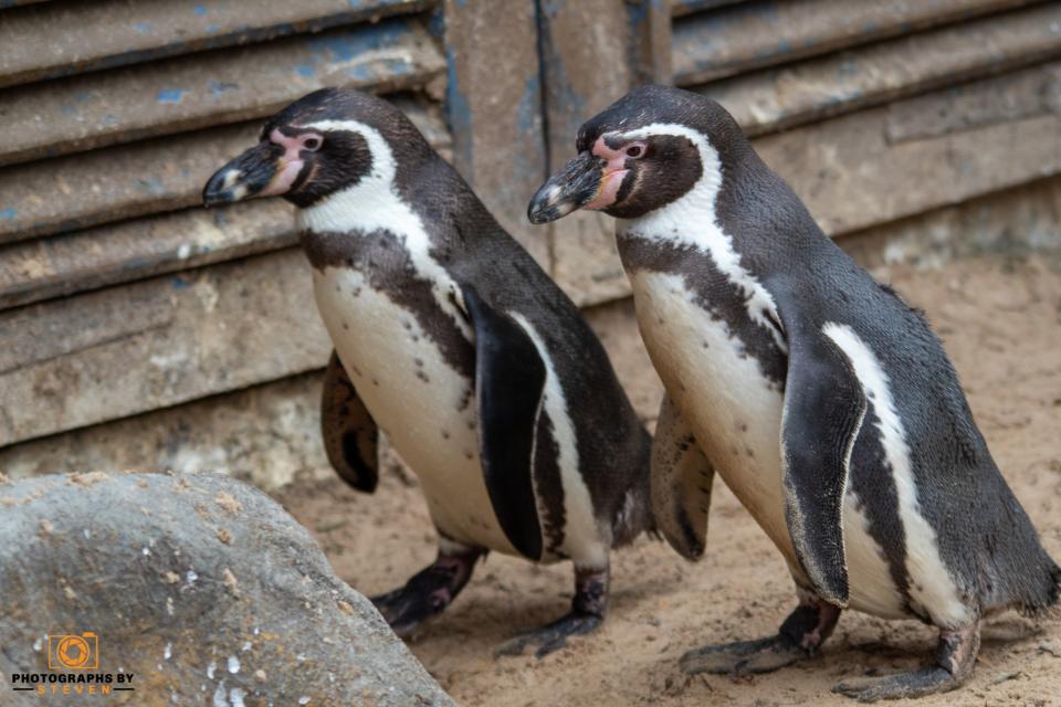 Penguins