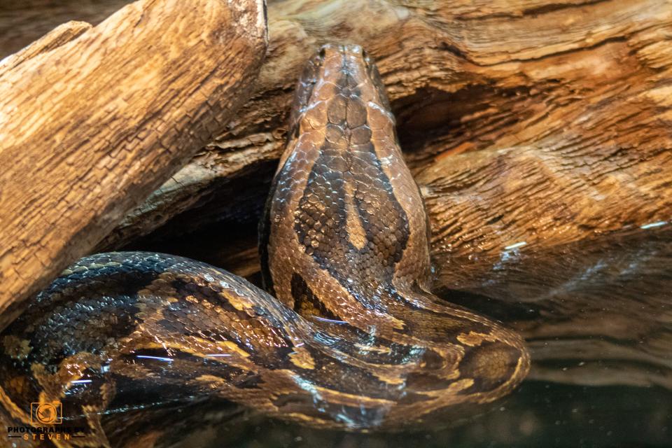 Reptiles