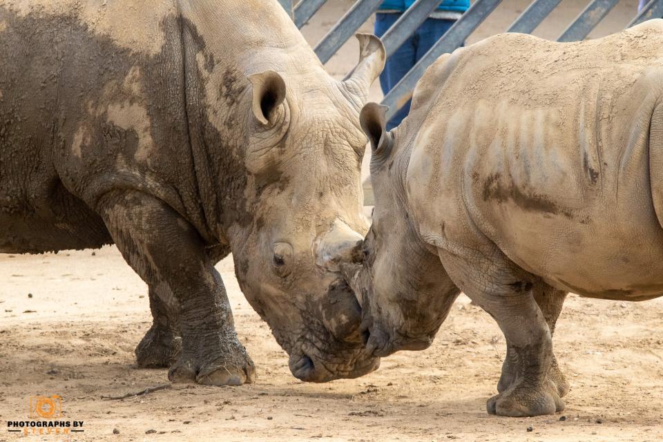Rhinos