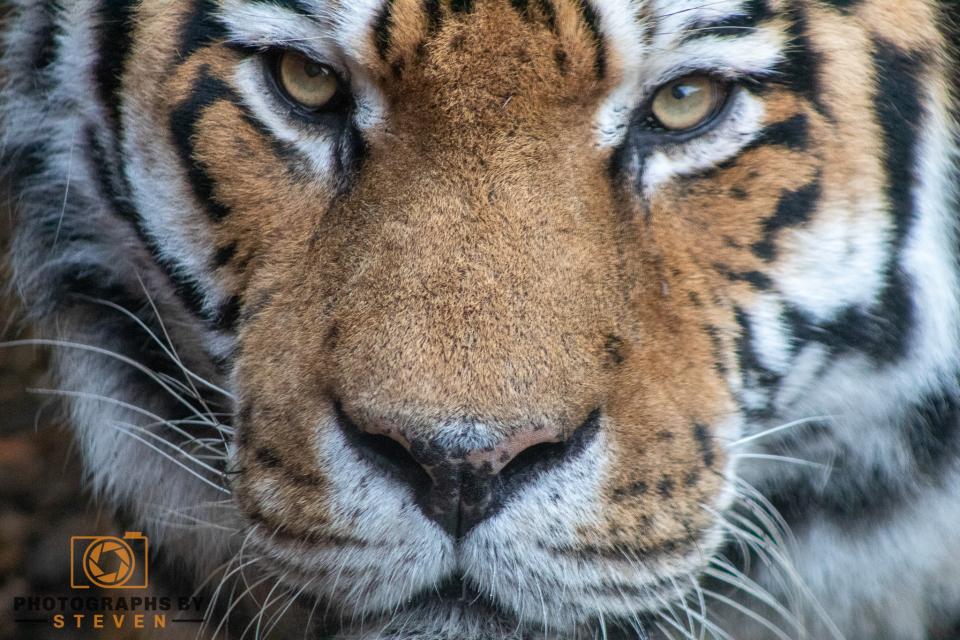 Tigers photography album