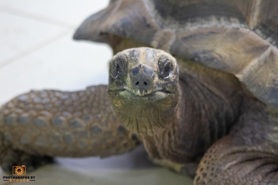Tortoises