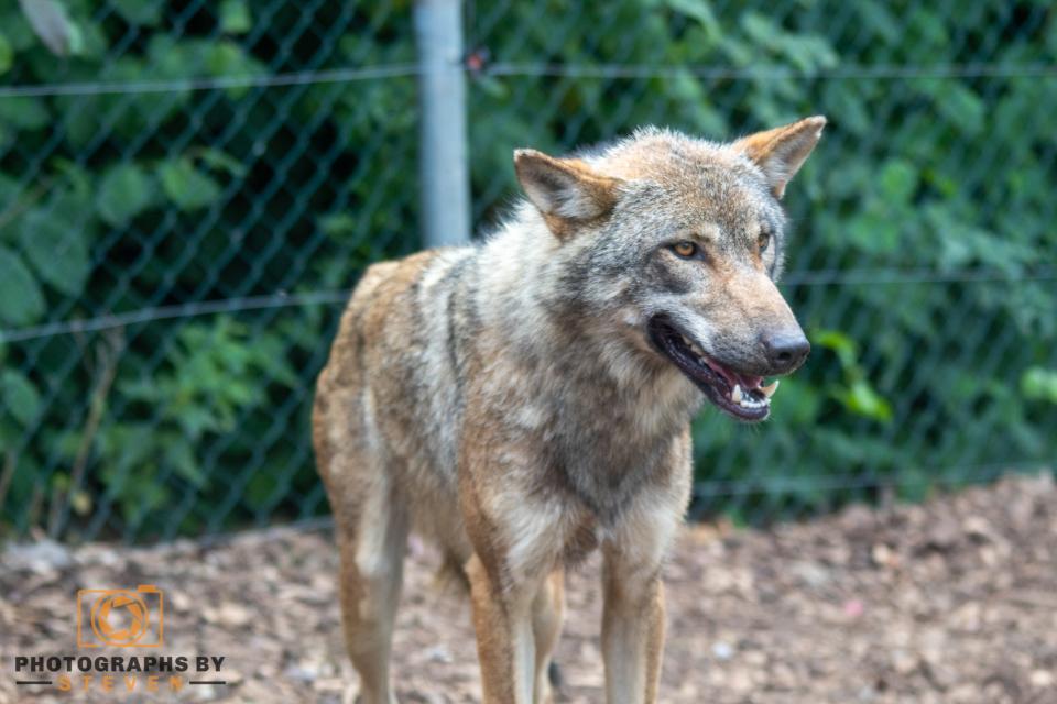 Wolves