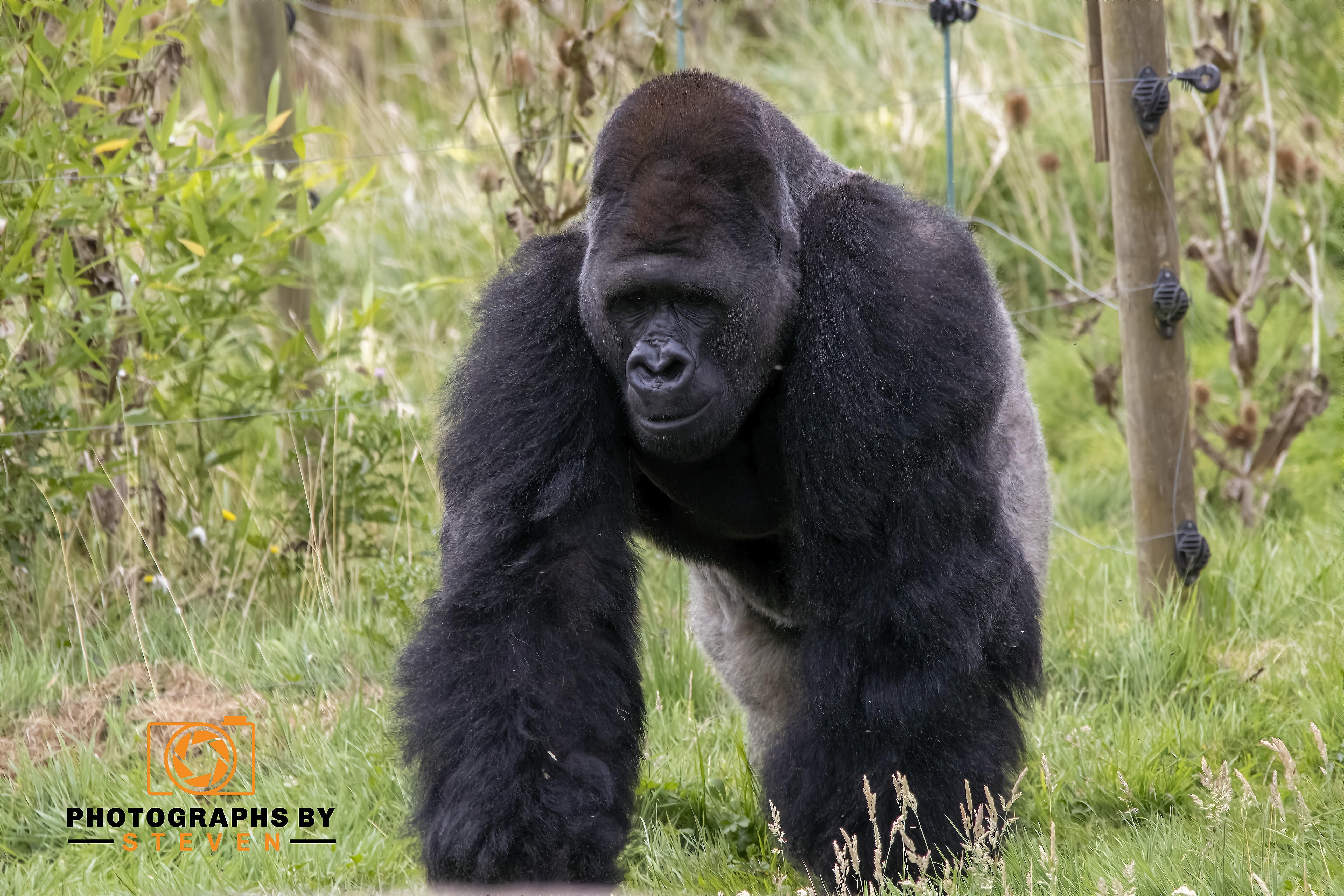 Gorilla 4