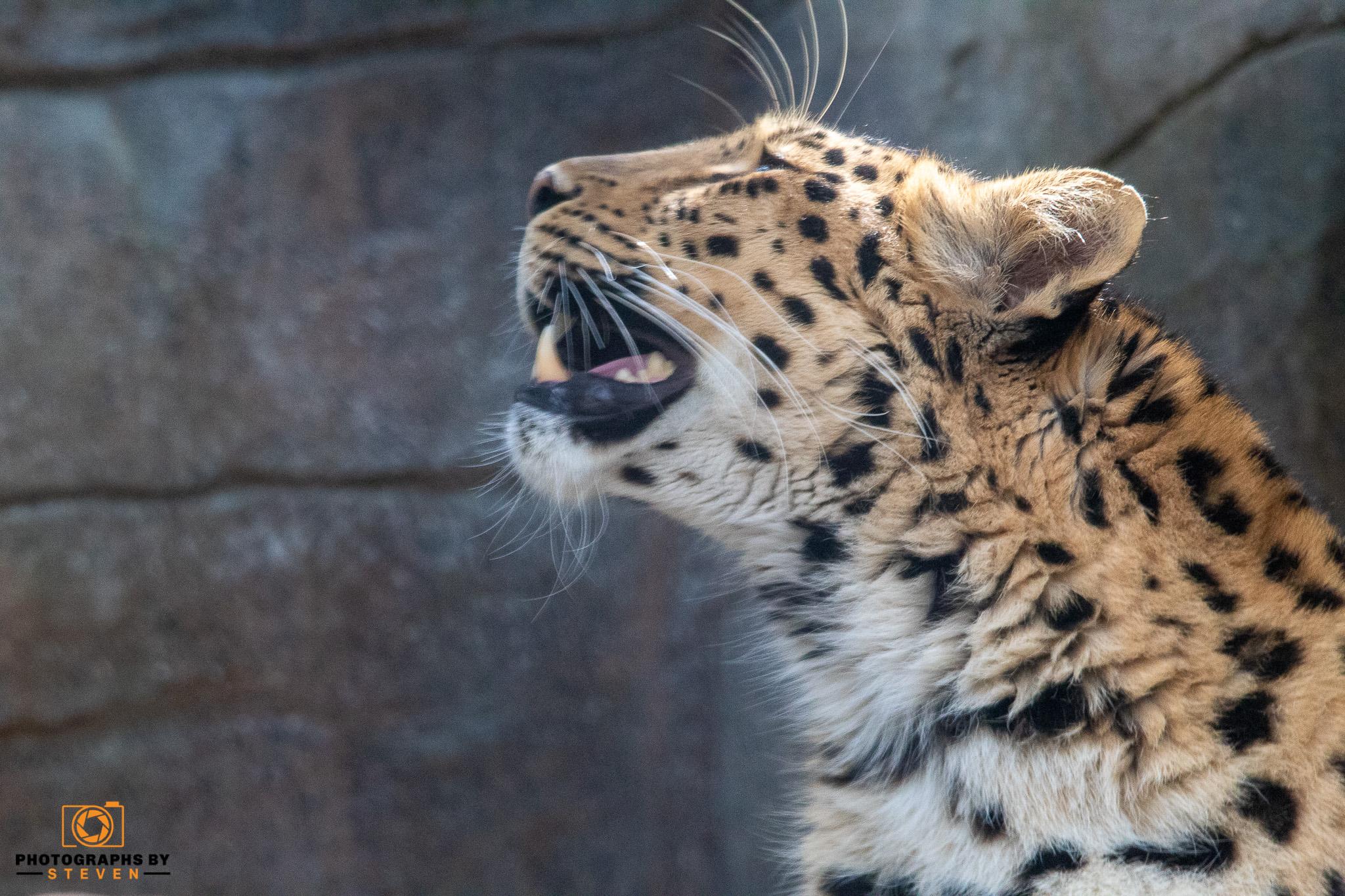 Colchester Zoo 4